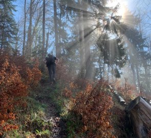 Ascent through the forest