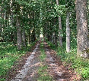 Wide forest path