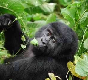 Mountain Gorilla