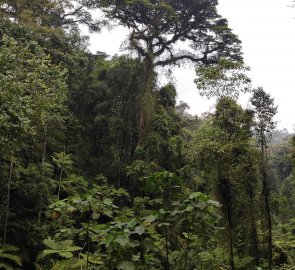 Gorilla trekking in Bwindi National Park