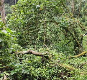 Gorilla trekking in Bwindi National Park