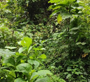 Gorilla trekking in Bwindi National Park