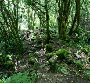 The path through the forest on stones