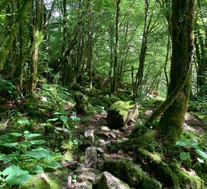 The path through the forest on stones