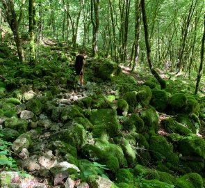 The path through the forest on stones