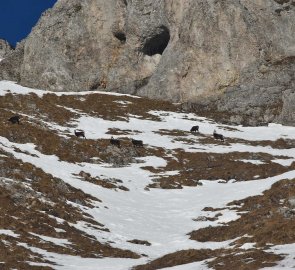 A herd of chamois enjoyed the great weather