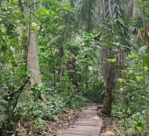 Forest trail to Semliki springs in Uganda