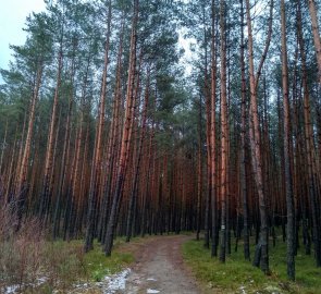 Vstup do borovicového lesa