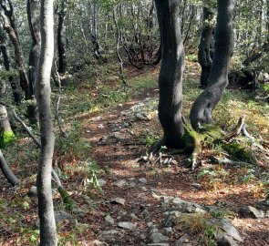 The way back through the forest