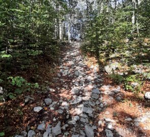 Stony path through the forest