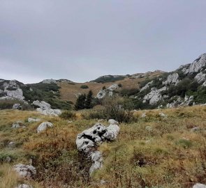 Trail above the forest border