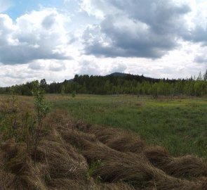 Soumarské rašeliniště v NP Šumava