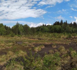 Soumarské rašeliniště v NP Šumava