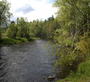 Teplá Vltava v Národním parku Šumava