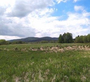 Louky kolem Teplé Vltavy v Národním parku Šumava