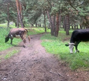 There were cows waiting for us in the forest