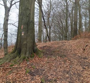 Forest path under Slavíček