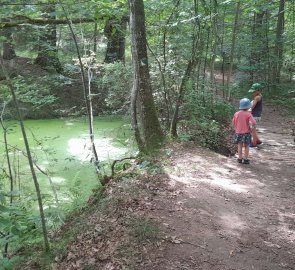 Forest trail at Gabrielina Pond