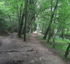 The way to the restaurant Tereziina Lázničky