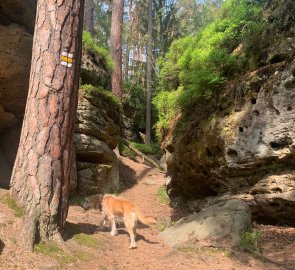 Trail between sandstone rocks