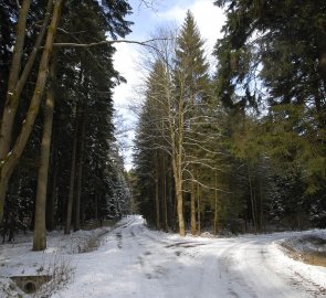 Široká cesta k jezírku Vápenice