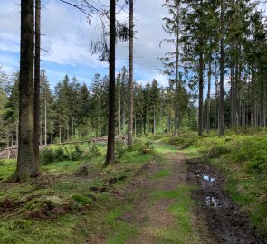 Wide forest path to the castle