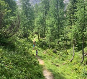 Trail through the forest to the saddle