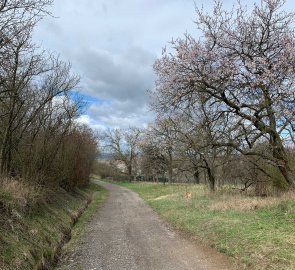 The way back to Židlochovice