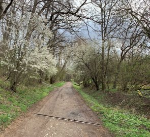 The path was lined with flowering trees