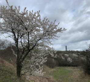 Spring mood at the Výhon lookout tower