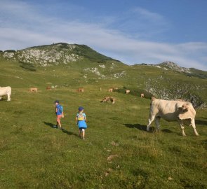 Cesta mezi býky, kteří byli hodně zvědaví