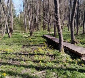 Stezka přes bažiny byla vylepšena lávkami