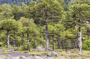 A short and easy trip to the Araucaria in the heart of the Chilean Andes